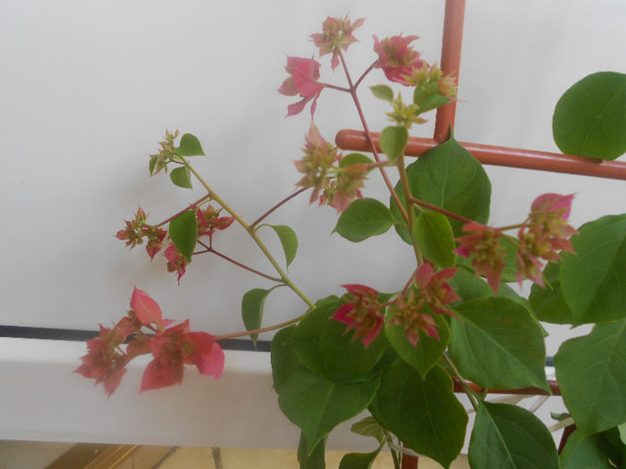 mahara red - bouganvillea 2