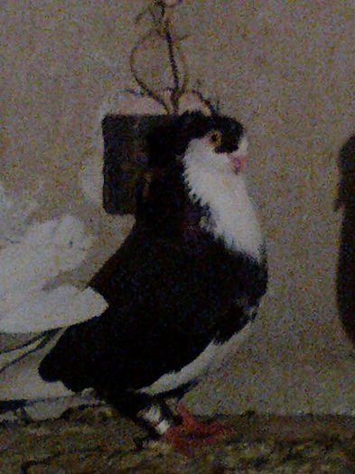 Picture 165 - Porumbei galateni