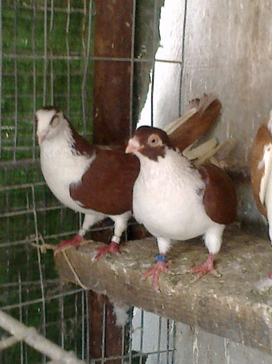 Picture 355 - Porumbei galateni