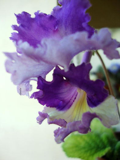 DSC07010 - 00 streptocarpus