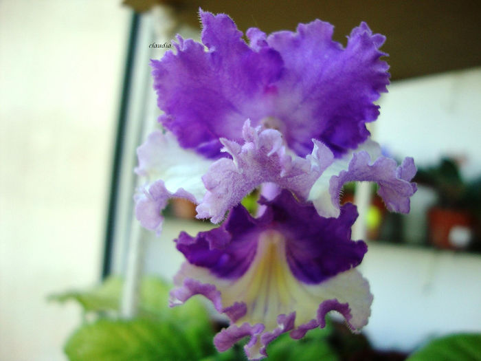 DSC07009 - 00 streptocarpus