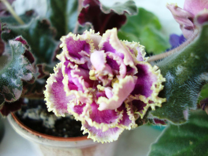 DSC07016 - Violete 2013