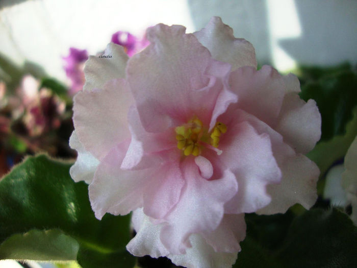 DSC06984 - Violete 2013