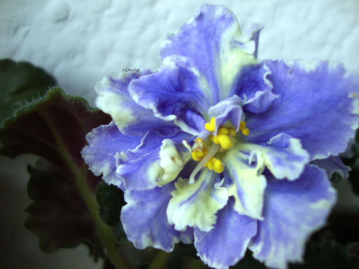 DSC07012 - Violete 2013