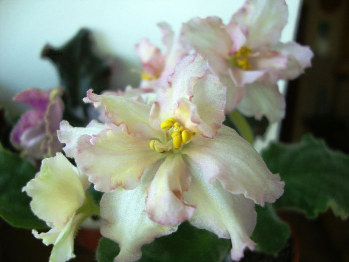 DSC07014 - Violete 2013