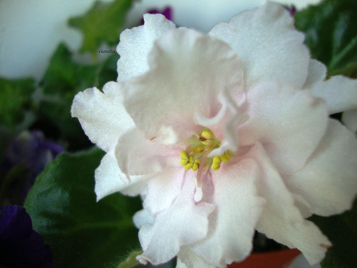 DSC07015 - Violete 2013