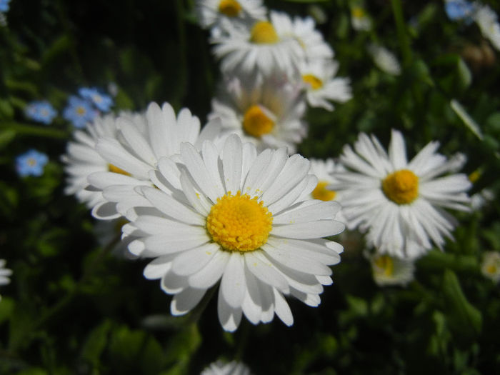 Bellis perennis (2013, April 26) - BELLIS Perennis