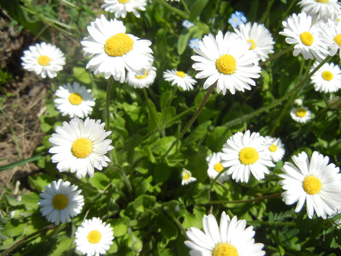 Bellis perennis (2013, April 26) - BELLIS Perennis