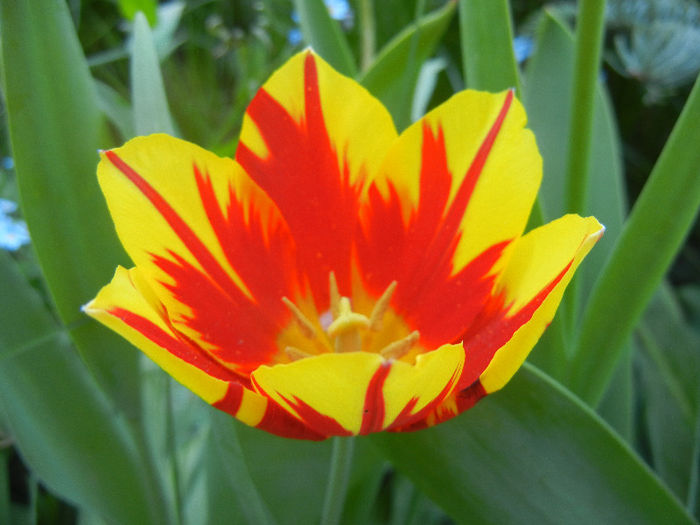 Tulipa Mickey Mouse (2013, April 25) Tulipa Mickey Mouse (2013, April 25)