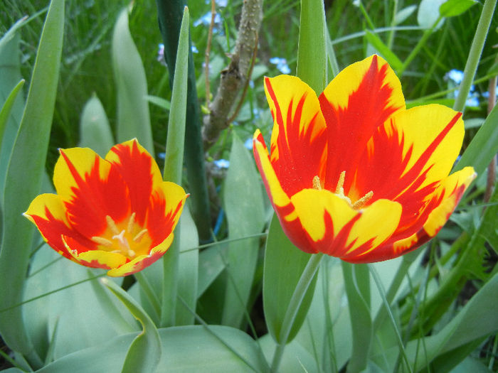 Tulipa Mickey Mouse (2013, April 25) Tulipa Mickey Mouse (2013, April 25)