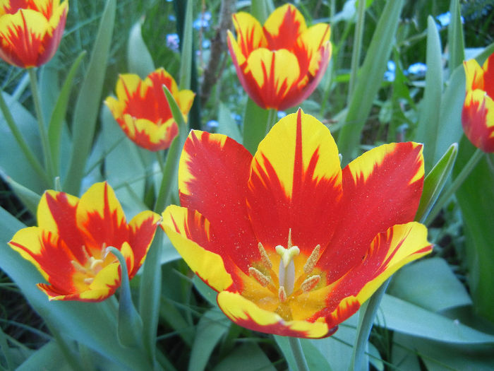 Tulipa Mickey Mouse (2013, April 25) Tulipa Mickey Mouse (2013, April 25)