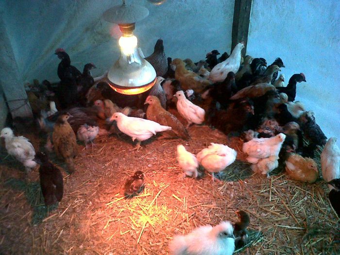 IMG00663-20130427-1959