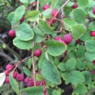 amelanchier lamarcki-arborele de stafide