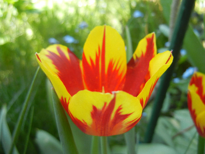 Tulipa Mickey Mouse (2013, April 26) Tulipa Mickey Mouse (2013, April 26)