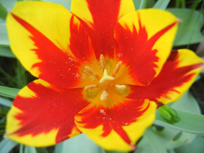 Tulipa Mickey Mouse (2013, April 26) Tulipa Mickey Mouse (2013, April 26)