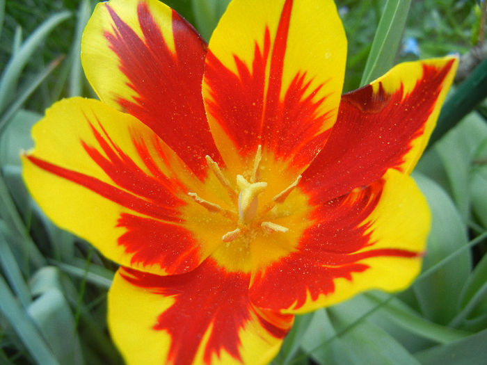 Tulipa Mickey Mouse (2013, April 26) Tulipa Mickey Mouse (2013, April 26)