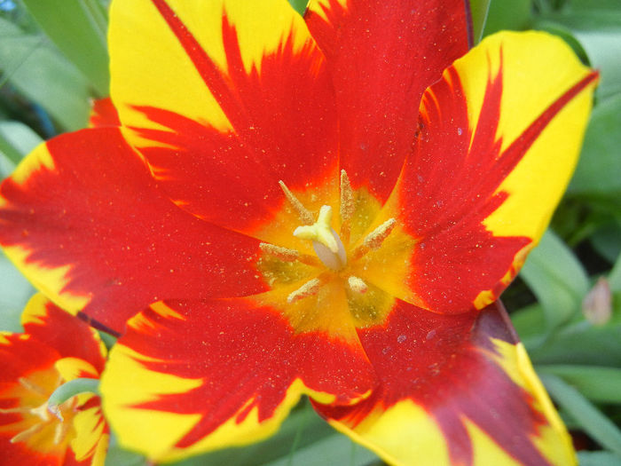 Tulipa Mickey Mouse (2013, April 26) Tulipa Mickey Mouse (2013, April 26)