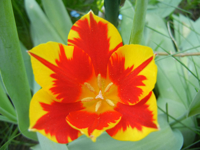Tulipa Mickey Mouse (2013, April 26) Tulipa Mickey Mouse (2013, April 26)