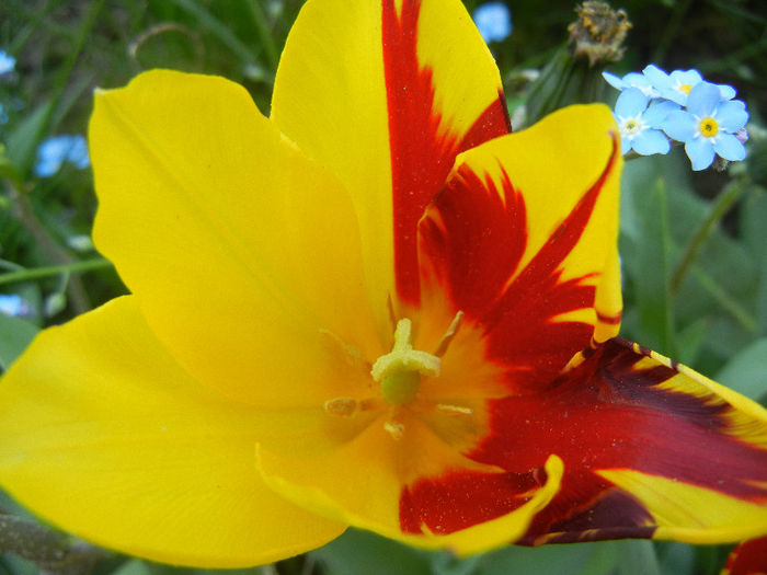 Tulipa Mickey Mouse (2013, April 26) Tulipa Mickey Mouse (2013, April 26)