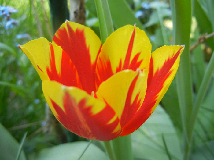 Tulipa Mickey Mouse (2013, April 26) Tulipa Mickey Mouse (2013, April 26)