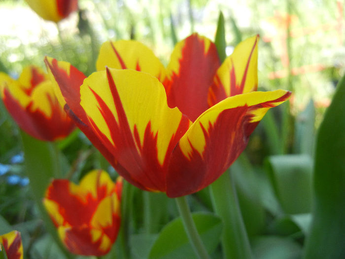 Tulipa Mickey Mouse (2013, April 26) - Tulipa Mickey Mouse