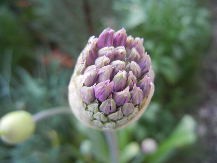 Allium Purple Sensation (2013, April 27)