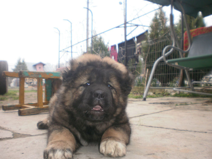 P4073511 - Caini ciobanesti din localitate