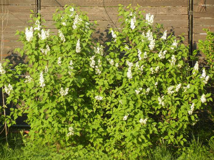 White Lilac Tree (2013, April 24) - Syringa vulgaris White