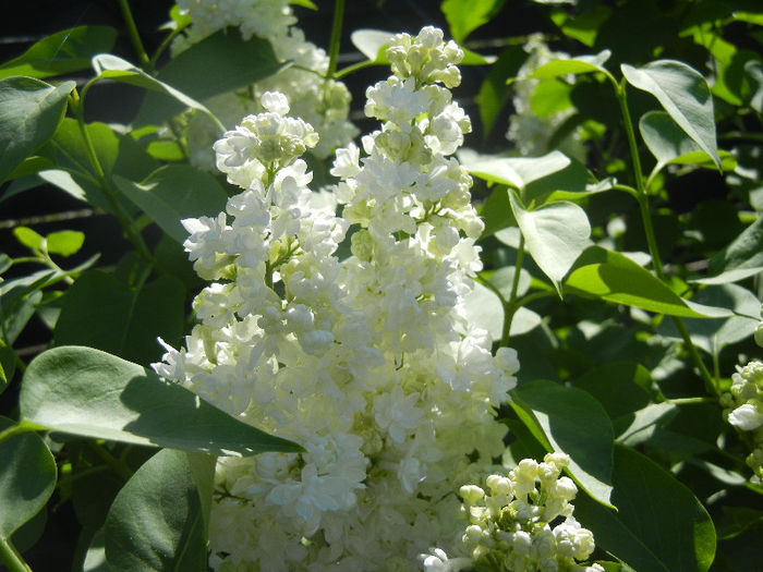 White Lilac Tree (2013, April 25) - Syringa vulgaris White