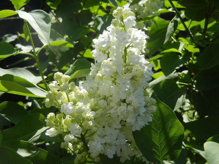 White Lilac Tree (2013, April 25) - Syringa vulgaris White