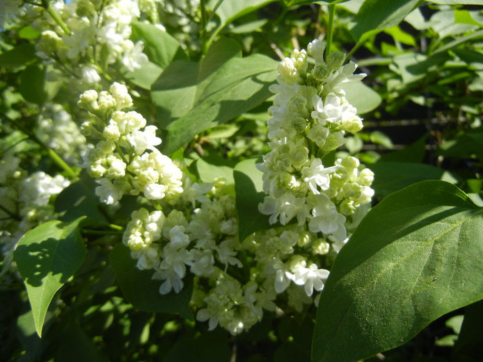 White Lilac Tree (2013, April 25) - Syringa vulgaris White