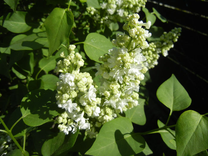 White Lilac Tree (2013, April 25) - Syringa vulgaris White