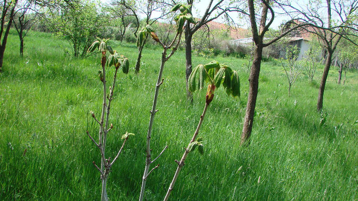 DSC02714; castanul salbatic inmugurit
