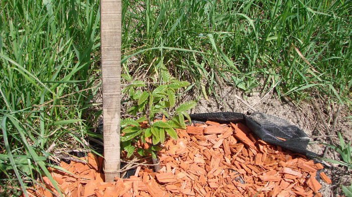 DSC02717; castanul comestibil inmugurit
