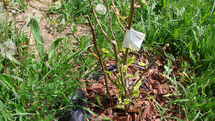 DSC02721; magnolie inmugurita
