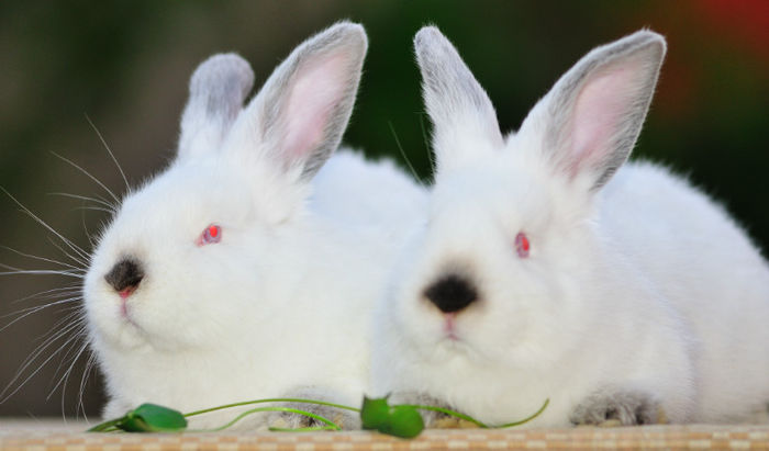 DUM_5217 - hibrizi Neo-Californian