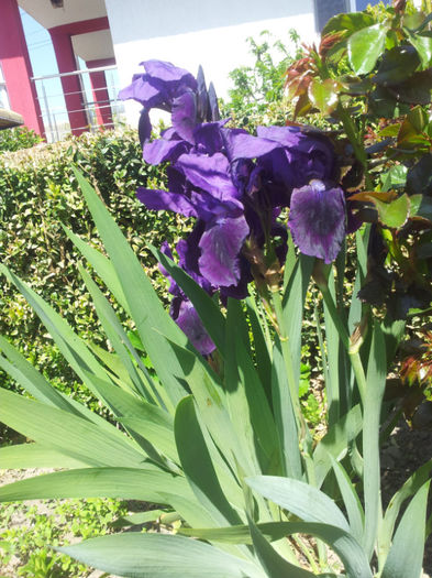 2013-04-27 13.03.00 - flori si trandafiri - 2013