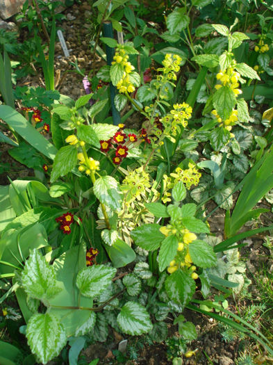 Lamiastrum galeobdolon Florentinum; +Ciubotica Cucului rosie+ Euforbia &quot;Ascot Rainbow&quot;
