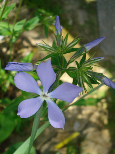 phlox divaricata