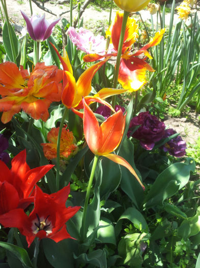 2013-04-27 13.05.54 - flori si trandafiri - 2013