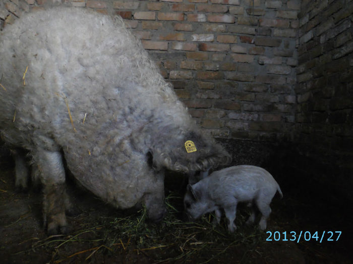 Mangalita