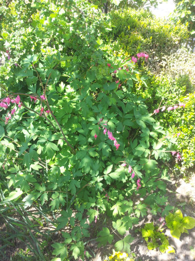 2013-04-27 13.06.48 - flori si trandafiri - 2013