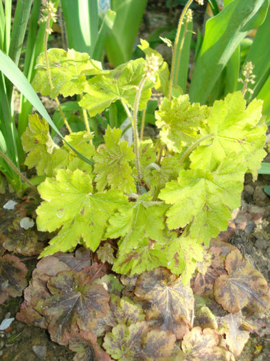 h. "Solar Power" - Heuchera Heucherella si Hosta