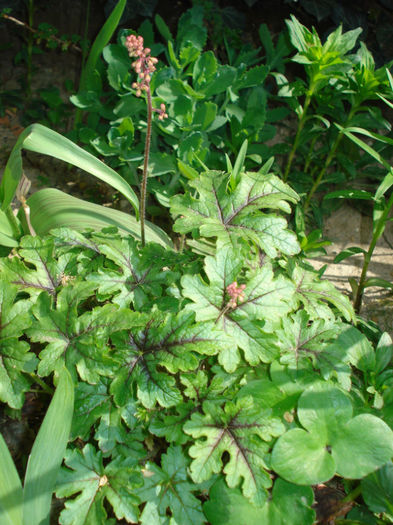 h. "Tapestry" - Heuchera Heucherella si Hosta