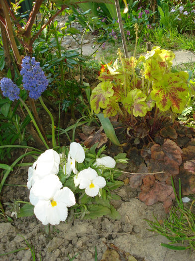 DSC02787 - Heuchera Heucherella si Hosta