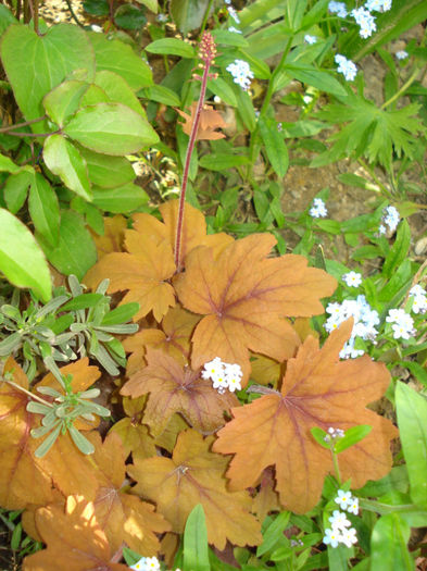 h. "Sweet Tea" - Heuchera Heucherella si Hosta