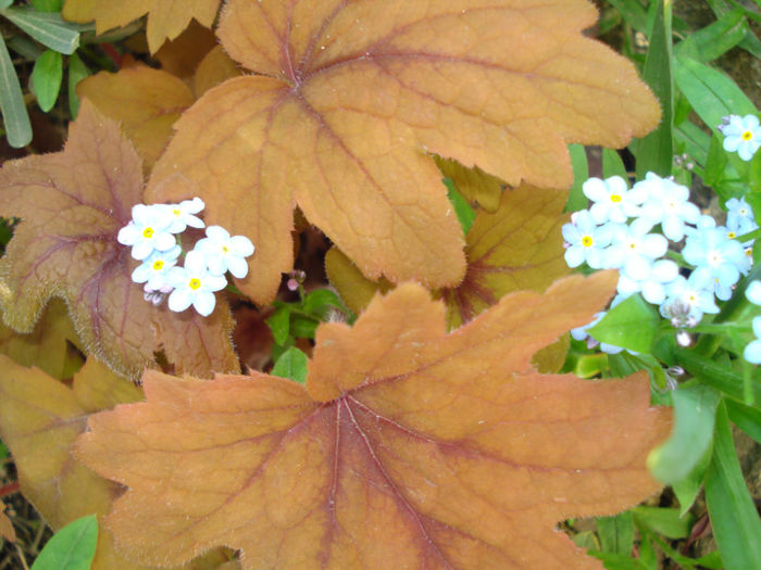 DSC02788 - Heuchera Heucherella si Hosta