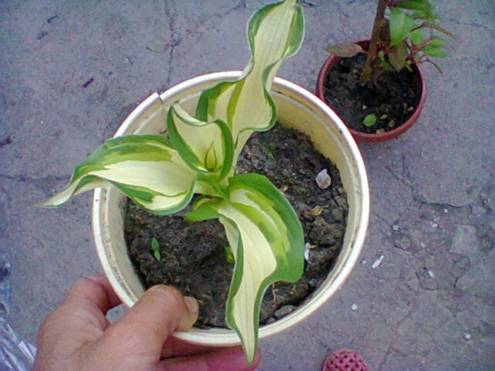 Fotogr.0993