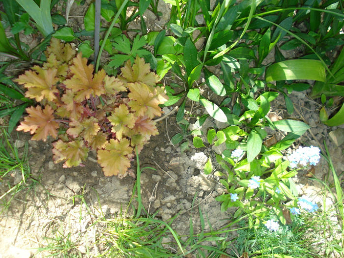 H. "Marmelade" - Heuchera Heucherella si Hosta