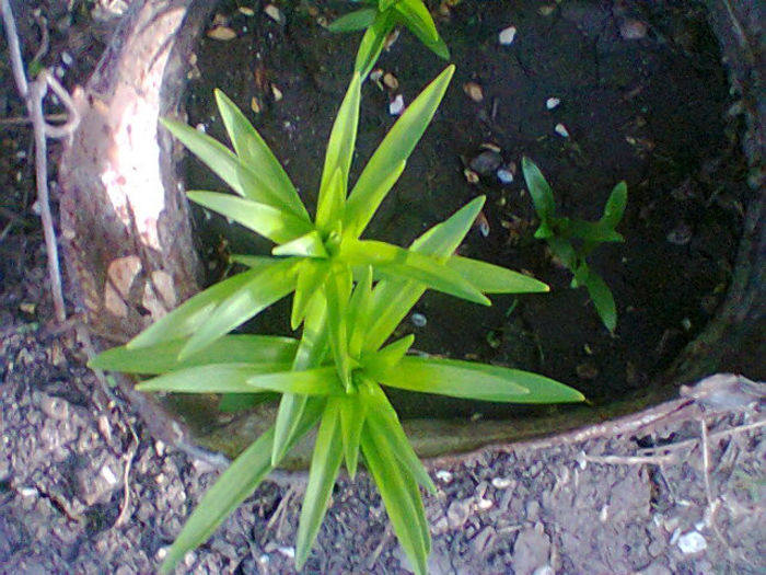 Fotogr.1015